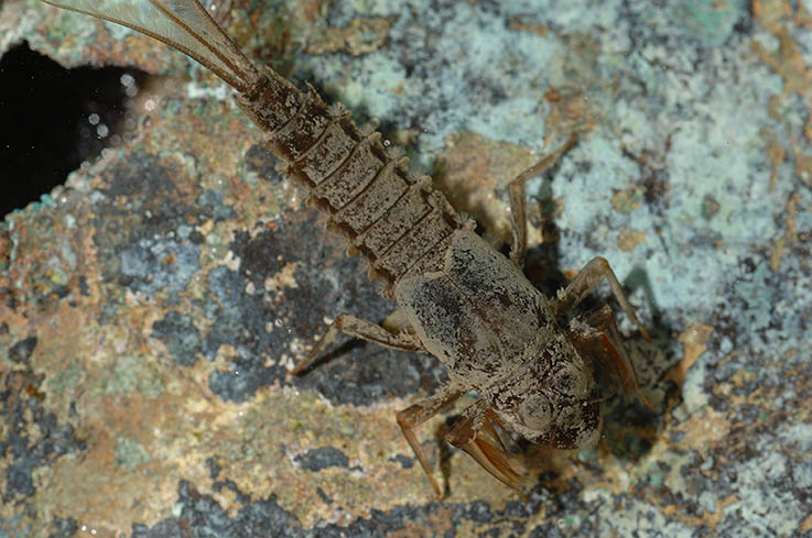 Oligoneuriella rhenana (Oligoneuridae)